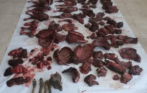 دستگیری شکارچیان غیربومی با کشف ۸ لاشه گوشت شکار در بشرویه