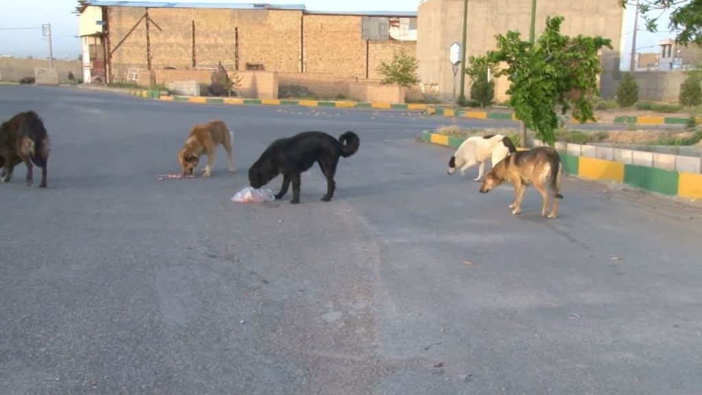 جمع آوری حيوانات بلاصاحب و مضر به صورت جدی در دستورکار شهرداری بشرویه قرار گیرد