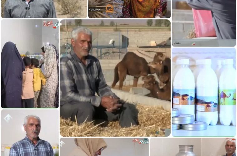 شترداری و فرآوری محصولات شتر در شهرستان بشرویه