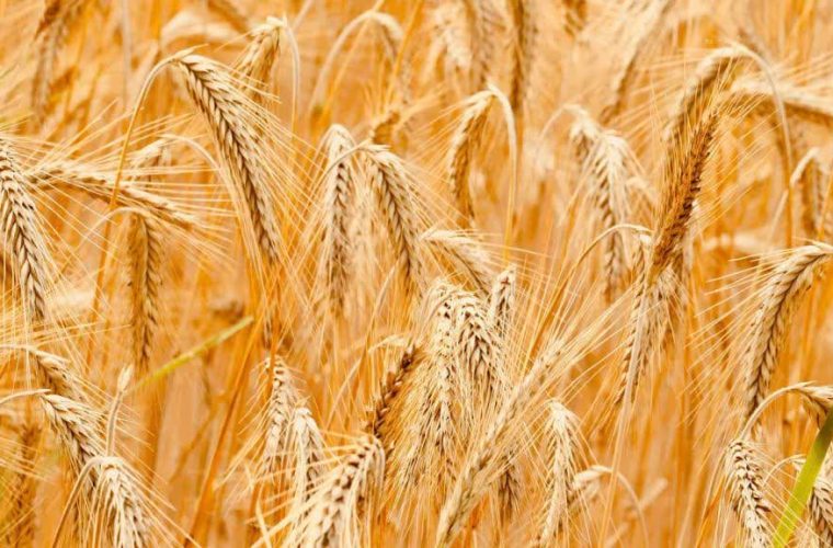 بشرویه حائز رتبه اول تحویل گندم خراسان جنوبی