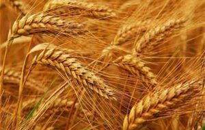 بشرویه پیشتاز تولید و تحویل گندم